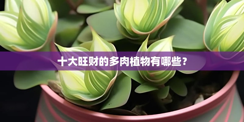 十大旺财的多肉植物有哪些？