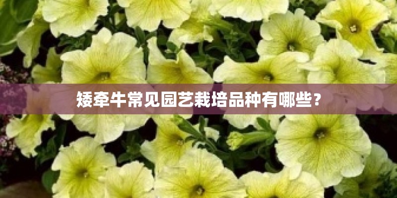 矮牵牛常见园艺栽培品种有哪些？