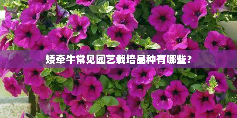 矮牵牛常见园艺栽培品种有哪些？
