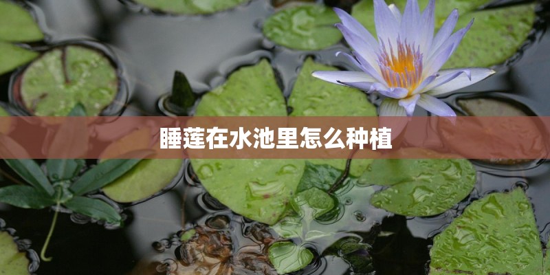 睡莲在水池里怎么种植