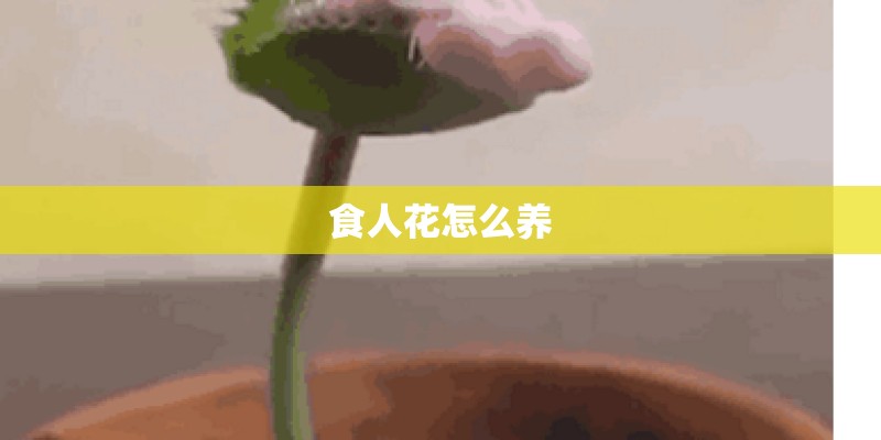 食人花怎么养
