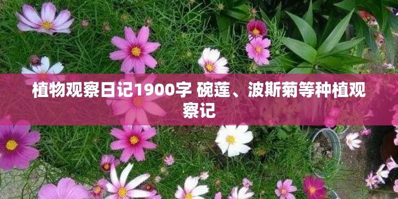 植物观察日记1900字 碗莲、波斯菊等种植观察记