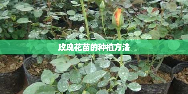 玫瑰花苗的种植方法