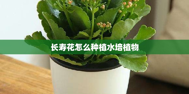 长寿花怎么种植水培植物