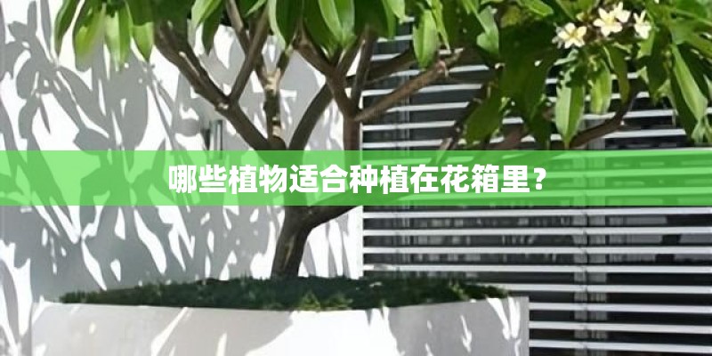 哪些植物适合种植在花箱里？