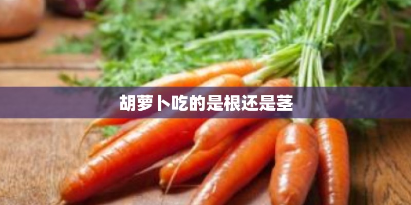 胡萝卜吃的是根还是茎