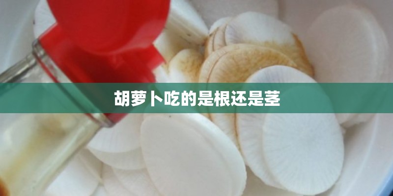 胡萝卜吃的是根还是茎