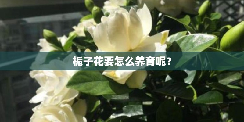 栀子花要怎么养育呢？