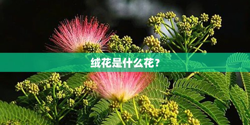 绒花是什么花？
