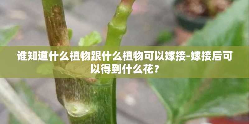 谁知道什么植物跟什么植物可以嫁接-嫁接后可以得到什么花？