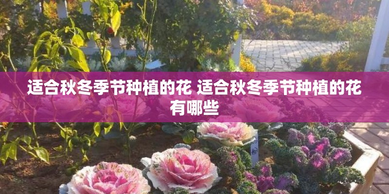适合秋冬季节种植的花 适合秋冬季节种植的花有哪些