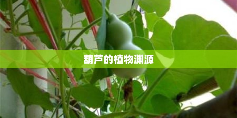 葫芦的植物渊源