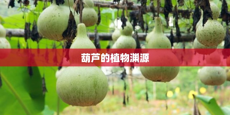 葫芦的植物渊源