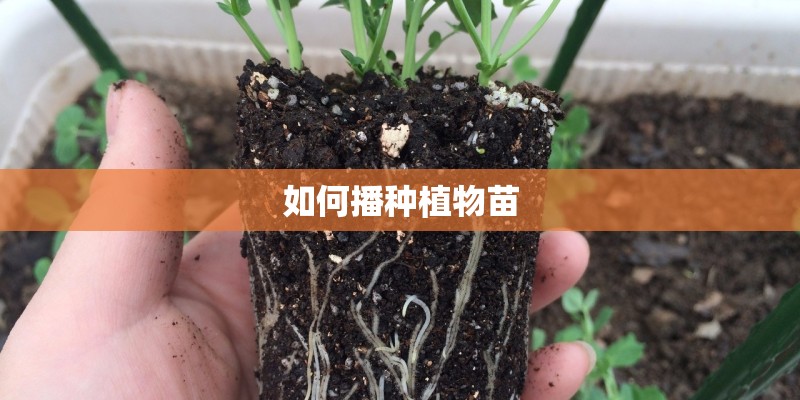 如何播种植物苗