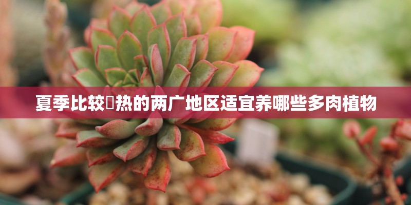 夏季比较溼热的两广地区适宜养哪些多肉植物