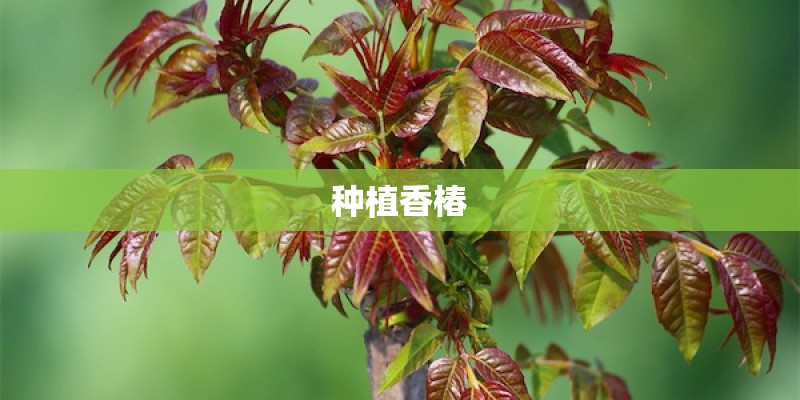 种植香椿