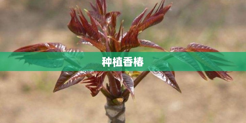 种植香椿