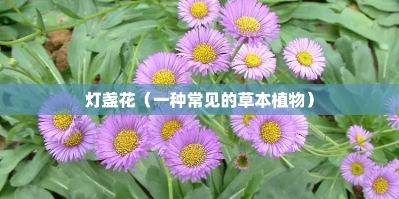 灯盏花（一种常见的草本植物）
