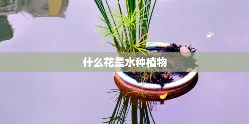 什么花是水种植物