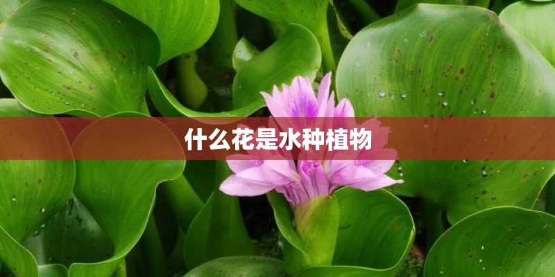 什么花是水种植物