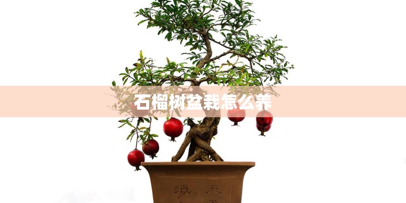 石榴树盆栽怎么养