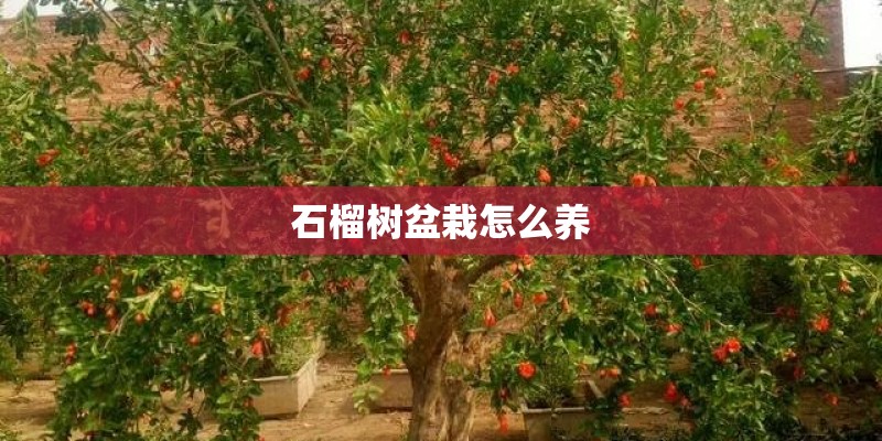 石榴树盆栽怎么养