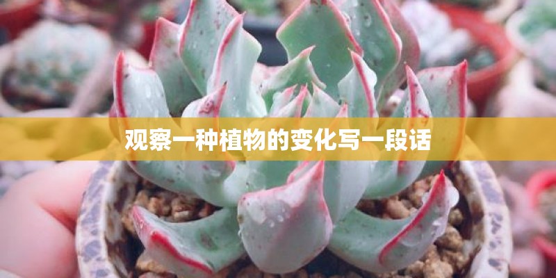 观察一种植物的变化写一段话