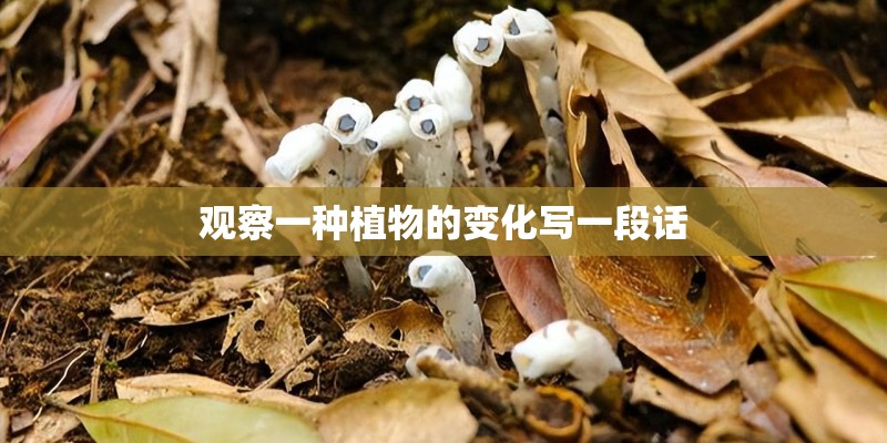 观察一种植物的变化写一段话