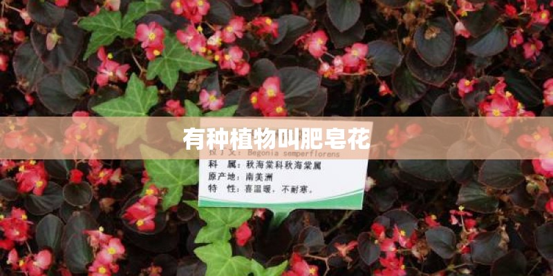 有种植物叫肥皂花