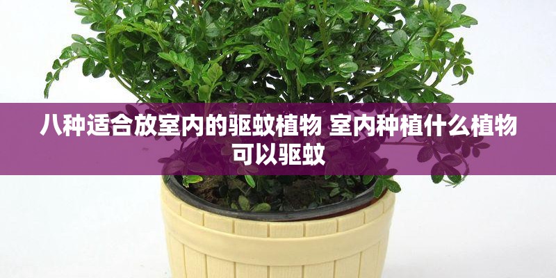 八种适合放室内的驱蚊植物 室内种植什么植物可以驱蚊