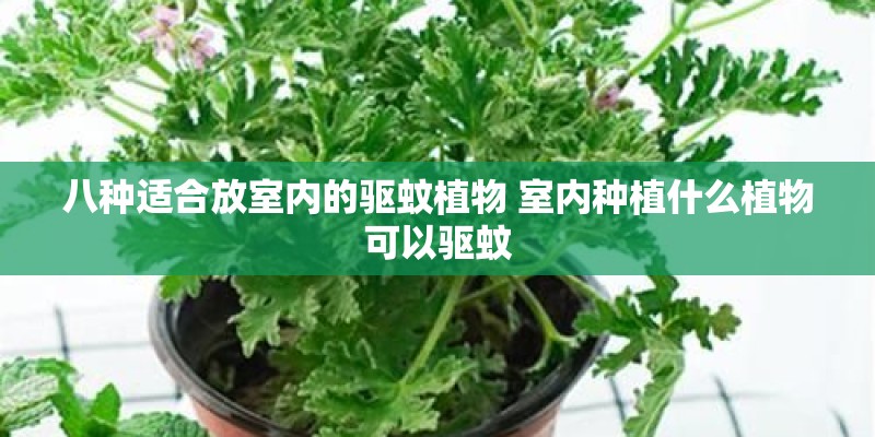 八种适合放室内的驱蚊植物 室内种植什么植物可以驱蚊