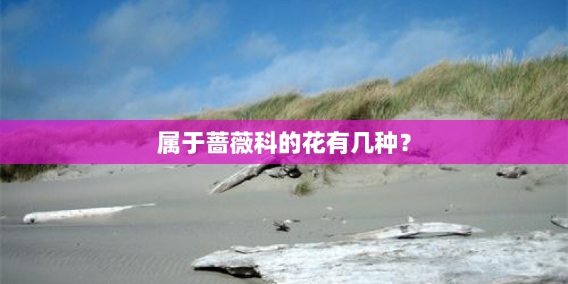 属于蔷薇科的花有几种？