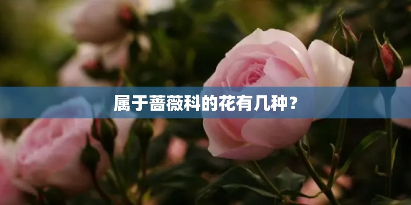 属于蔷薇科的花有几种？