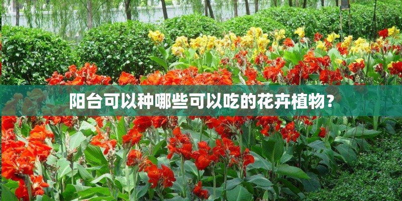阳台可以种哪些可以吃的花卉植物？