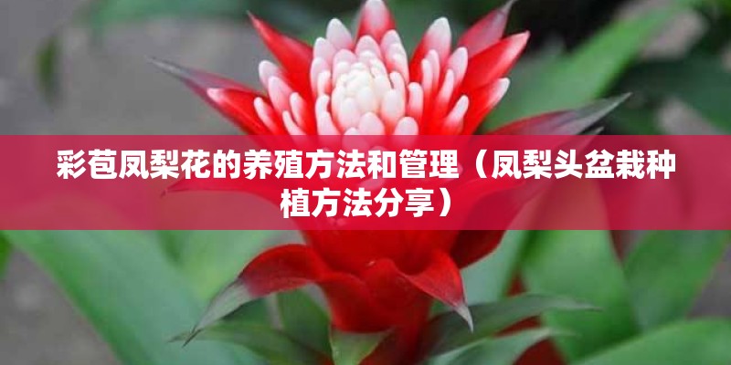 彩苞凤梨花的养殖方法和管理（凤梨头盆栽种植方法分享）
