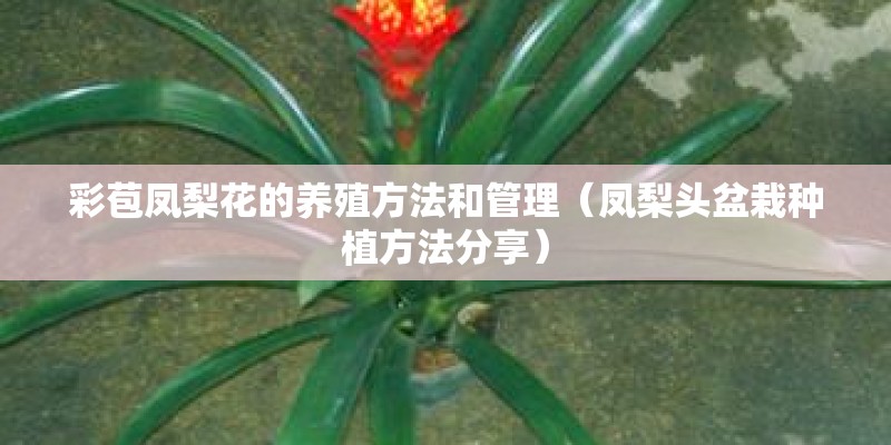 彩苞凤梨花的养殖方法和管理（凤梨头盆栽种植方法分享）