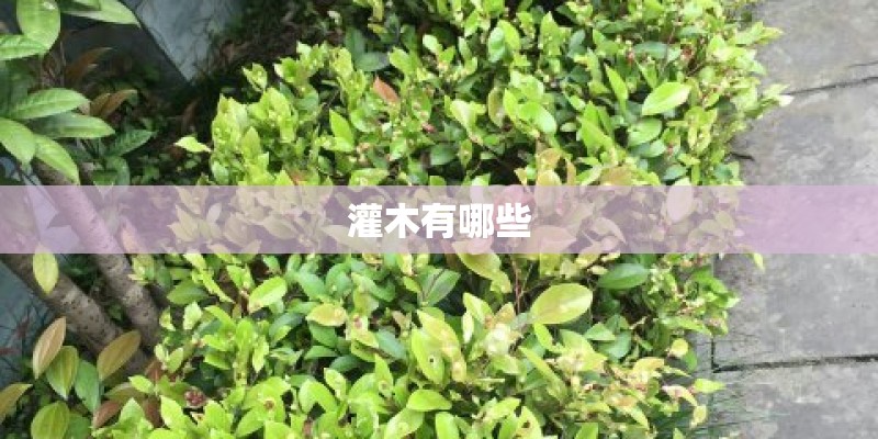 灌木有哪些