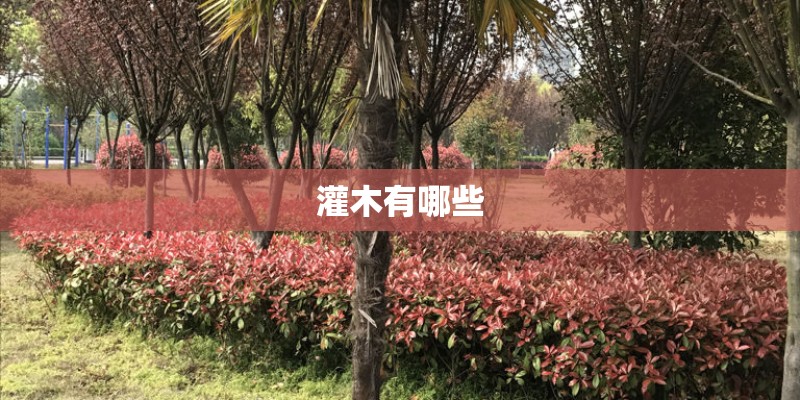 灌木有哪些