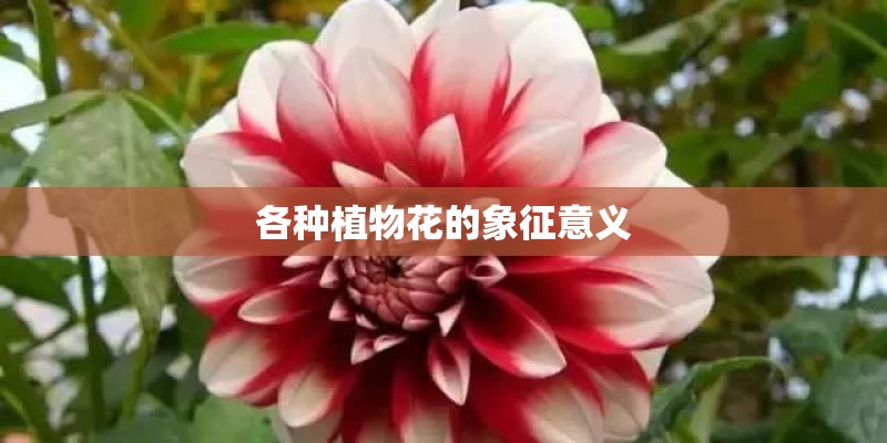 各种植物花的象征意义