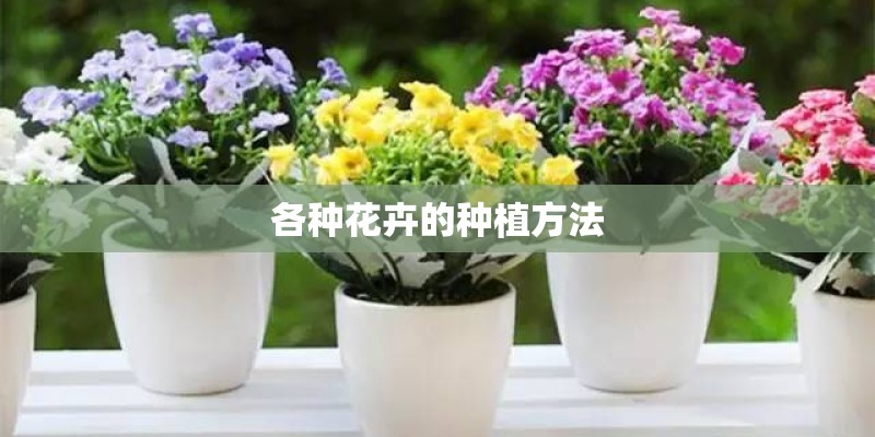 各种花卉的种植方法