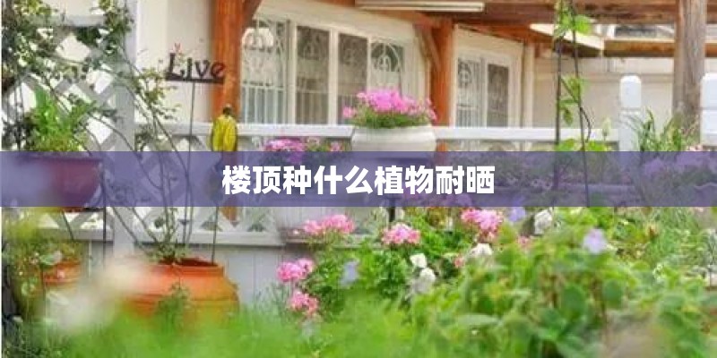 楼顶种什么植物耐晒