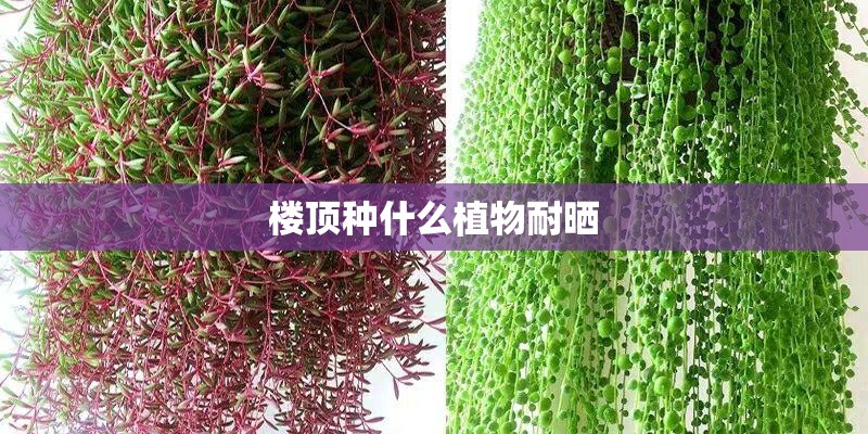 楼顶种什么植物耐晒
