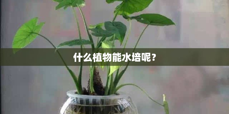 什么植物能水培呢？