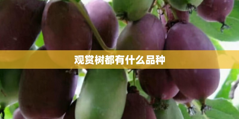 观赏树都有什么品种