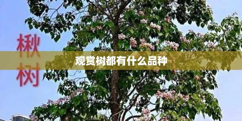 观赏树都有什么品种