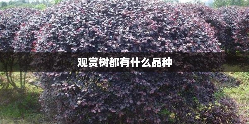 观赏树都有什么品种