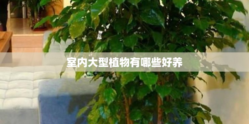 室内大型植物有哪些好养