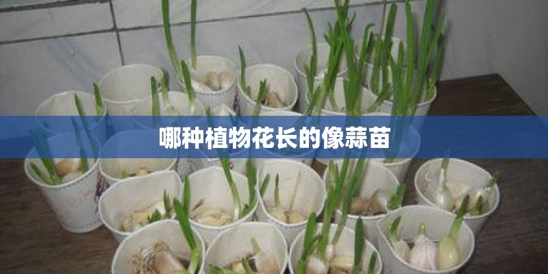 哪种植物花长的像蒜苗