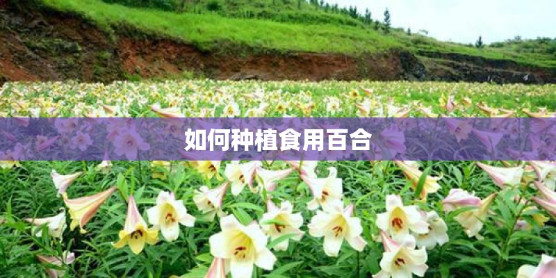 如何种植食用百合