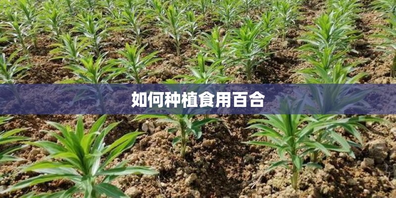 如何种植食用百合